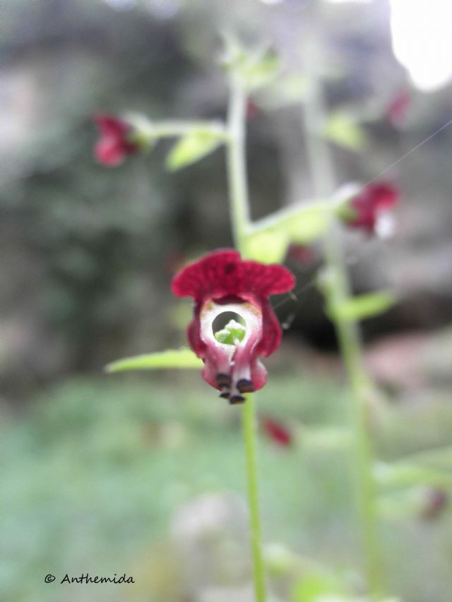 Scrophularia peregrina